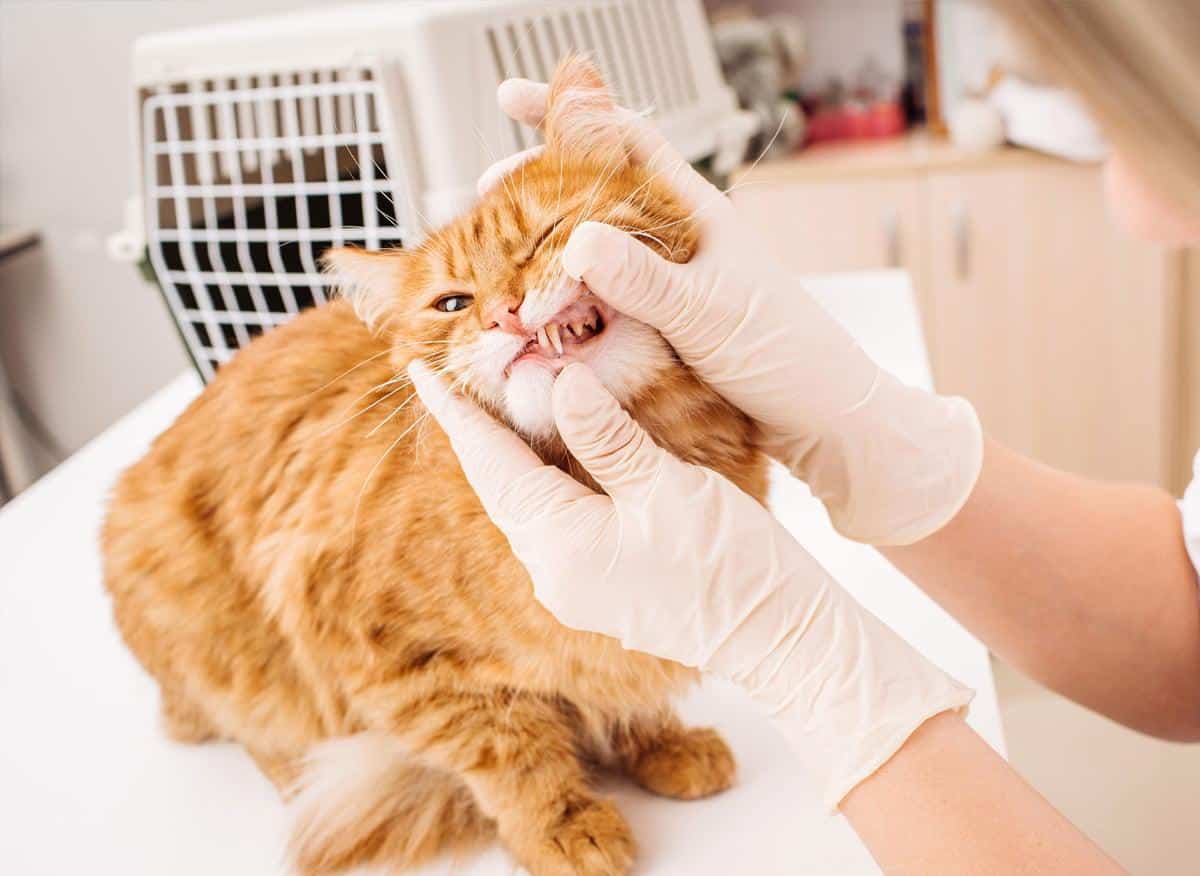 kedi bakımı