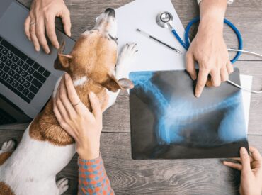 animal-park-acil-veteriner-klinigi-kedi-kopek-evcil-hayvan-veteriner-tibbi-goruntuleme hayvan tıbbi görüntüleme