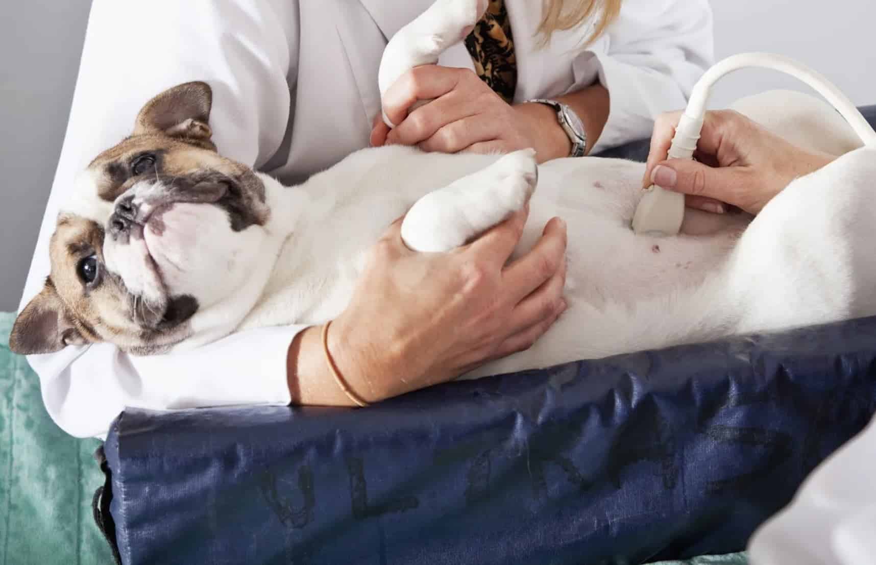 pet jinekoloji