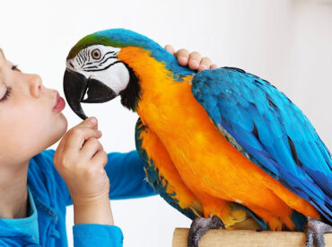 animal-park-istanbul-evcil-kanatli-kus-egzotik-tavuk-horoz-veterineri kuş egzotik hayvan tavuk horoz veterineri