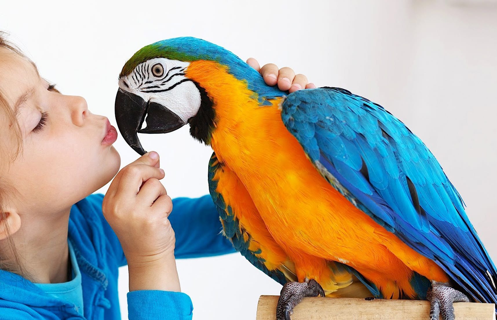 kuş egzotik hayvan tavuk horoz veterineri