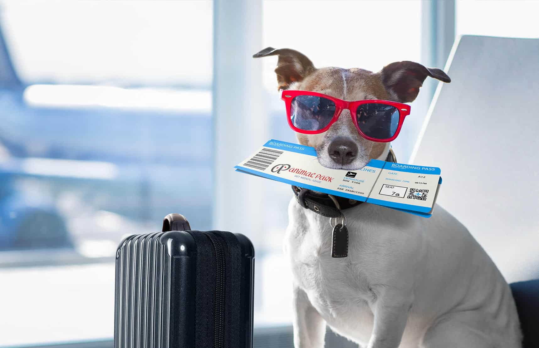 kedi köpek pasaport