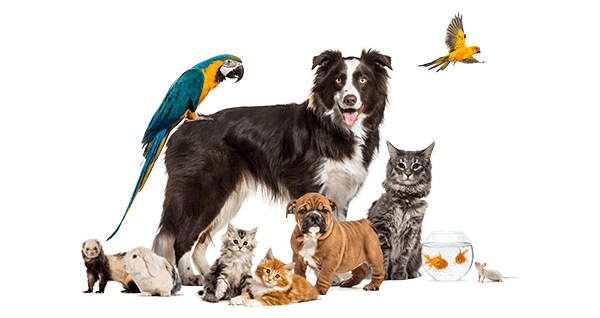 Pet shop market