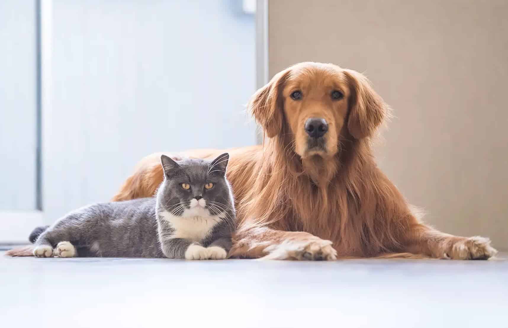 yetişkin yaşlı kedi köpek beslenmesi