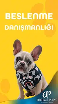 pet beslenme danışmanlığı