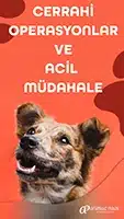pet cerrahi operasyonlar