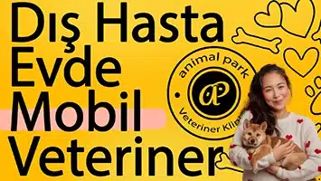 dış hasta evde veteriner