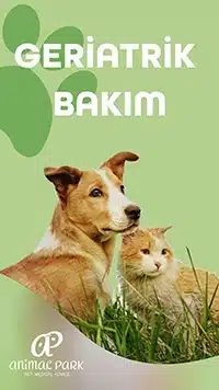 veteriner geriatrik bakım