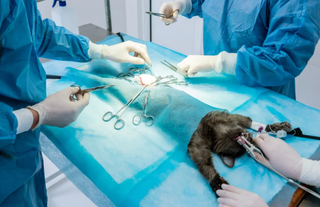 kedi köpek kısırlaştırma operasyonu