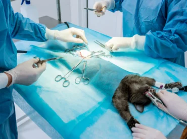 kedi köpek kısırlaştırma operasyonu