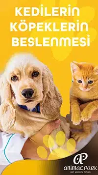 kedi köpeklerin beslenmesi