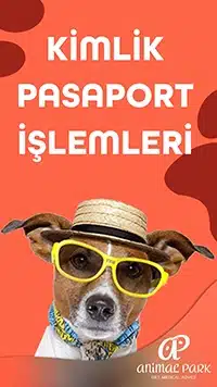 evcil hayvan pasaportu
