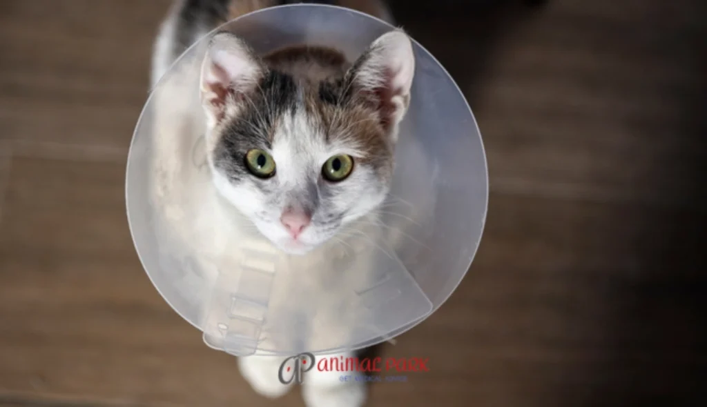 dişi kedi kısırlaştırma