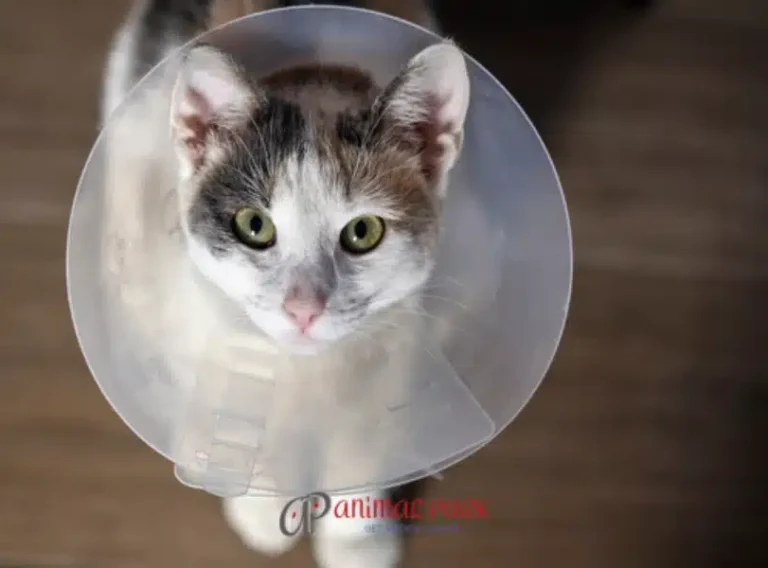 dişi kedi kısırlaştırma