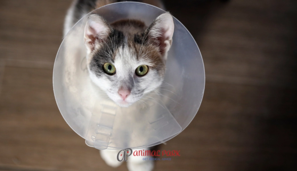 dişi kedi kısırlaştırma