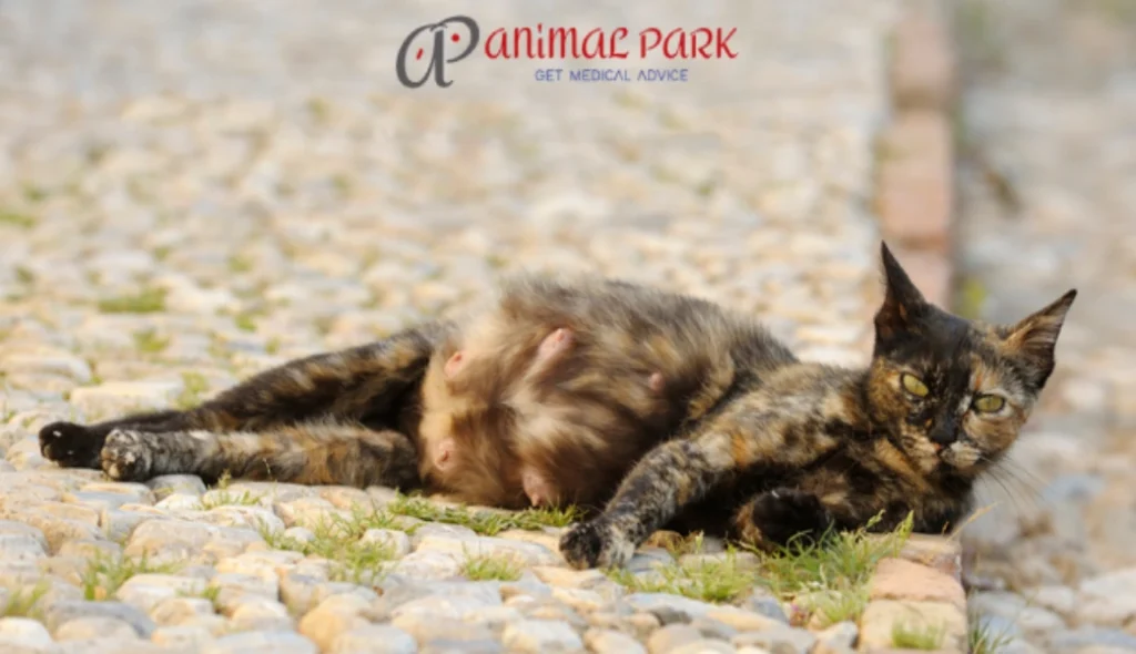 hamile kedi belirtileri