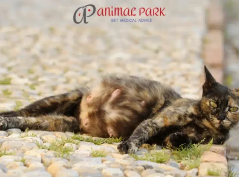 hamile kedi belirtileri