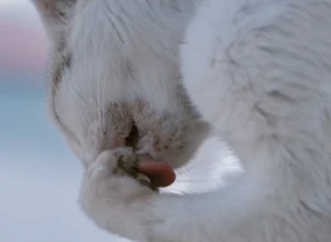 kedi aknesi