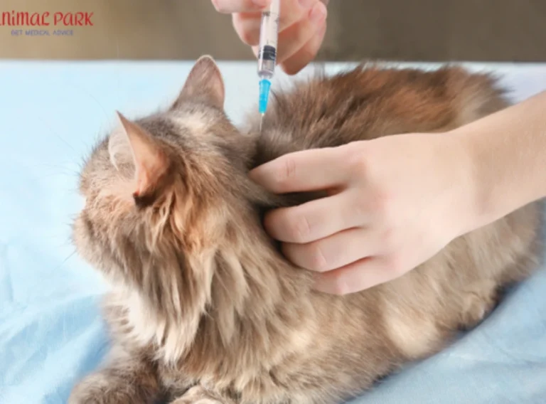 kedi aşıları