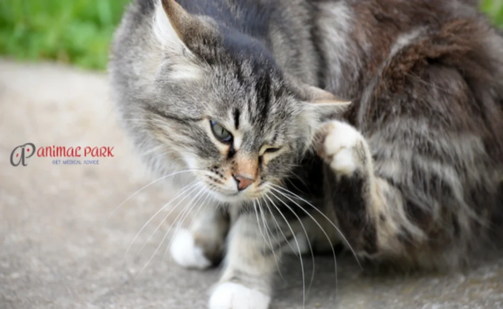 kedi piresi insana geçer mi