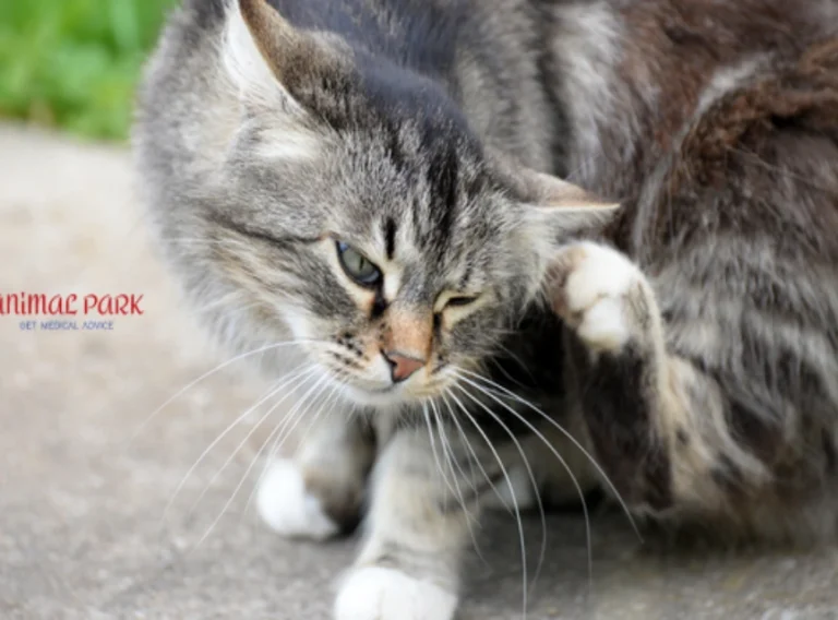 kedi piresi insana geçer mi