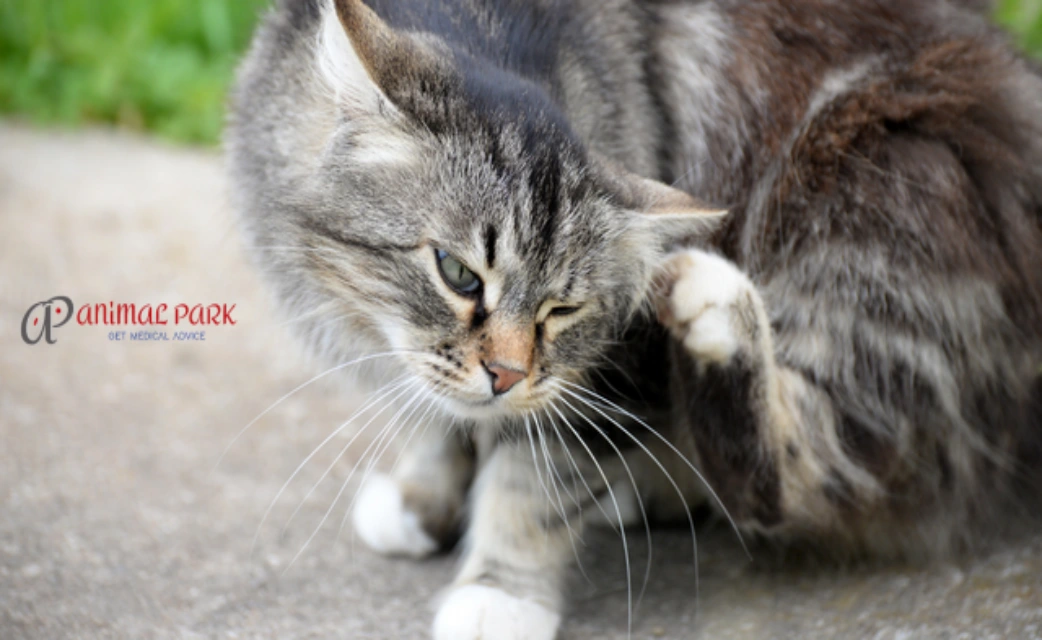 kedi piresi insana geçer mi