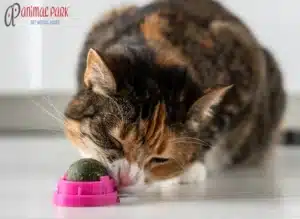 kedi otu