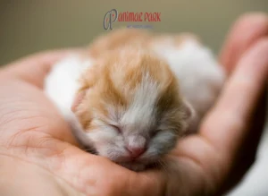 yavru kedi bakımı